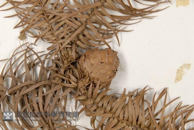 杉木藏品圖，第3張