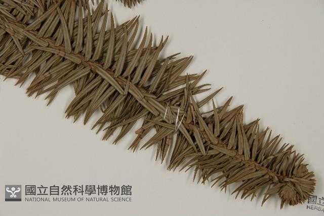 香杉、台灣杉木藏品圖，第3張