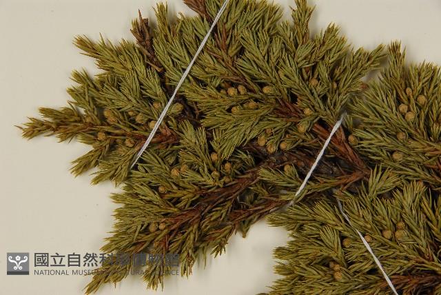 香青藏品圖，第3張