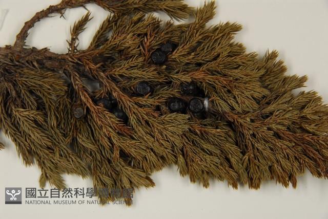 香青藏品圖，第3張