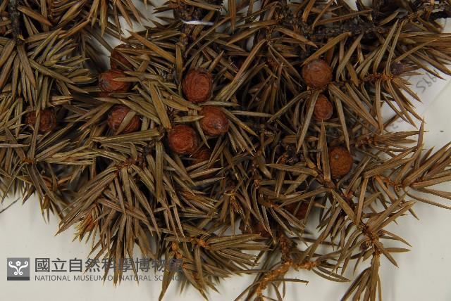 刺柏藏品圖，第3張