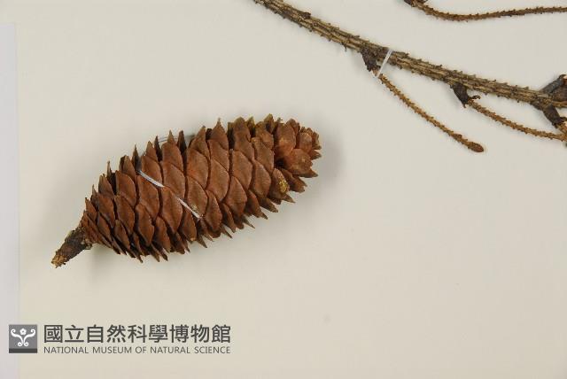 臺灣雲杉藏品圖，第3張