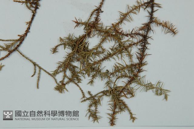 方枝柏藏品圖，第3張