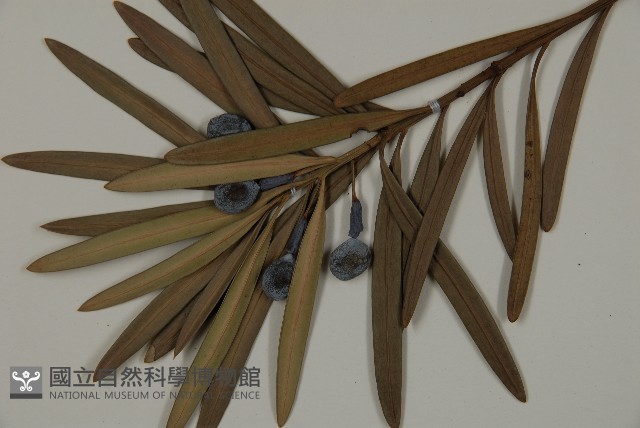 大葉羅漢松藏品圖，第3張