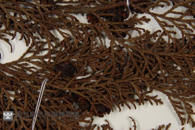 臺灣扁柏藏品圖，第3張