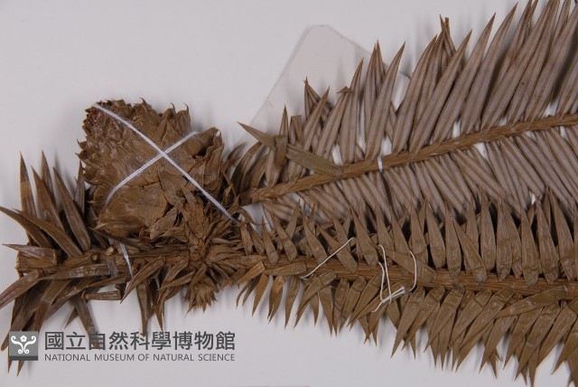 杉木藏品圖，第3張