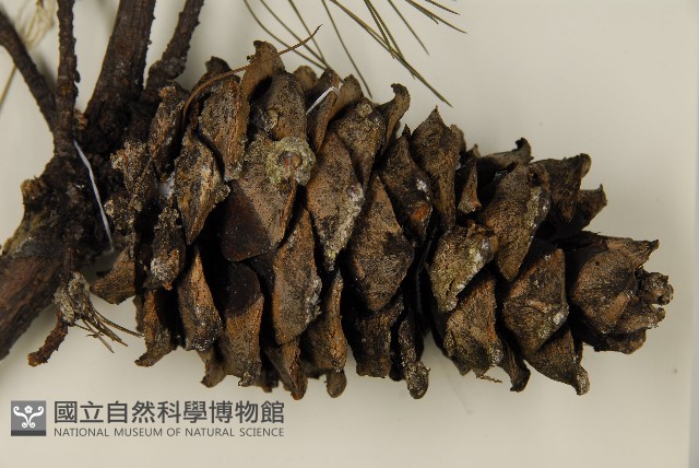 臺灣華山松藏品圖，第3張