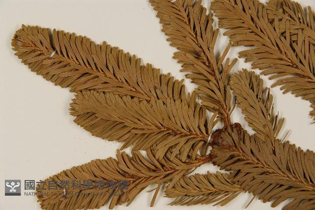 臺灣冷杉藏品圖，第3張