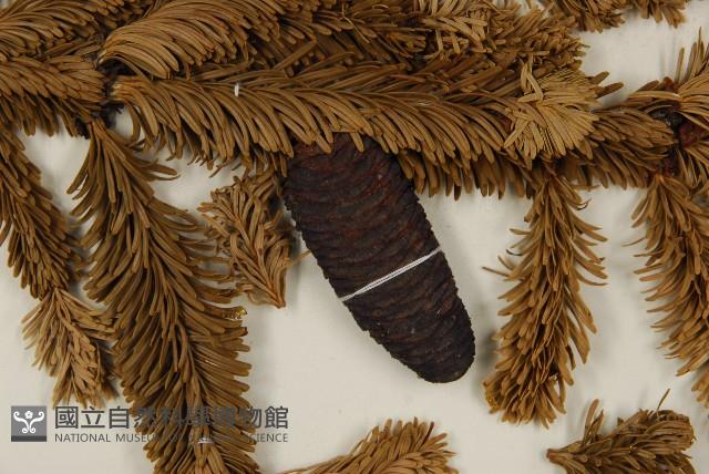 臺灣冷杉藏品圖，第3張