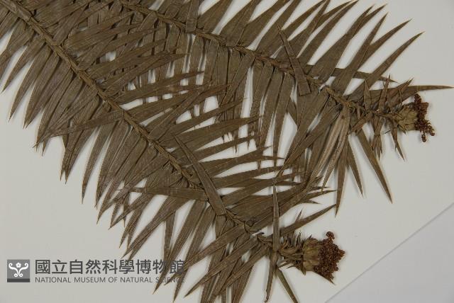 杉木藏品圖，第3張