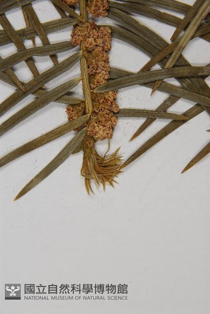 高山三尖杉藏品圖，第3張