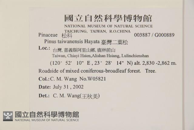 臺灣二葉松藏品圖，第2張