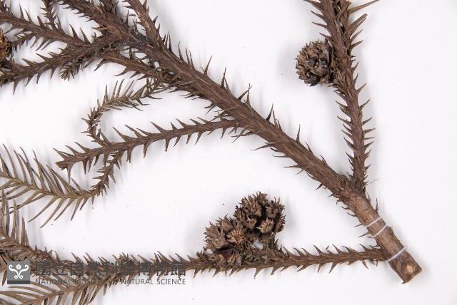 柳杉藏品圖，第3張