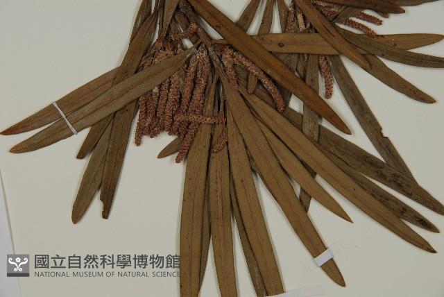 大葉羅漢松藏品圖，第3張