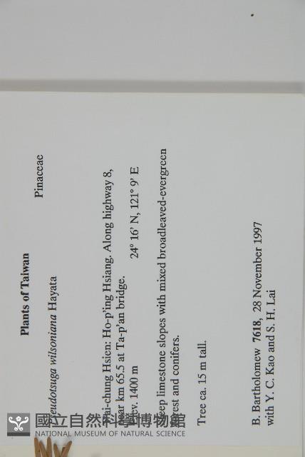 臺灣黃杉藏品圖，第2張