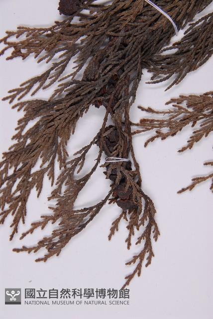 柏木、柏樹藏品圖，第3張