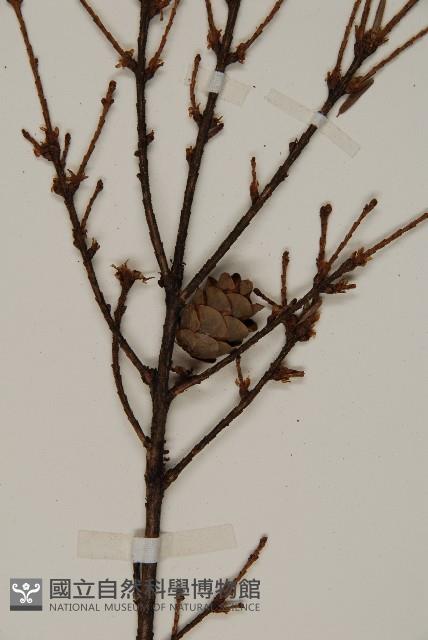 雲南鐵杉藏品圖，第3張