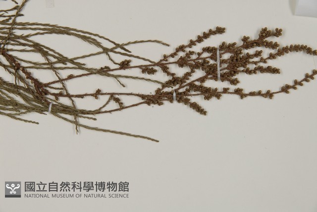 池杉藏品圖，第3張