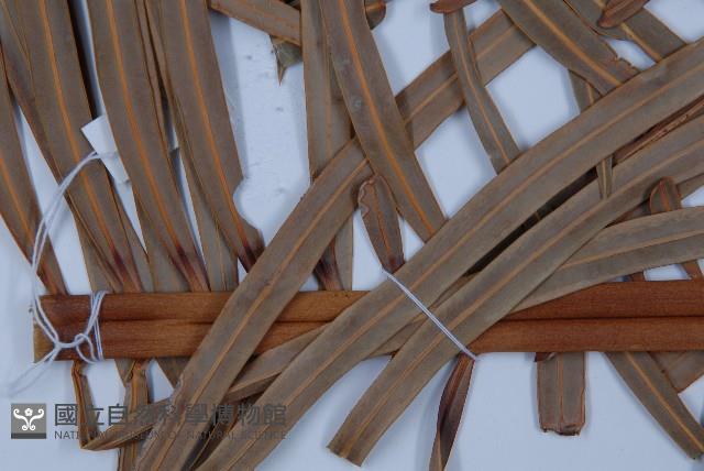 光果蘇鐵藏品圖，第3張