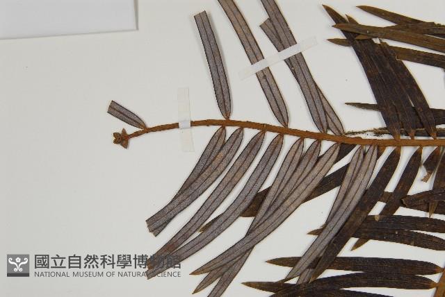 三尖杉藏品圖，第3張