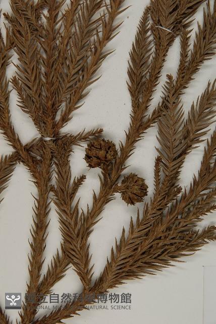 柳杉藏品圖，第3張