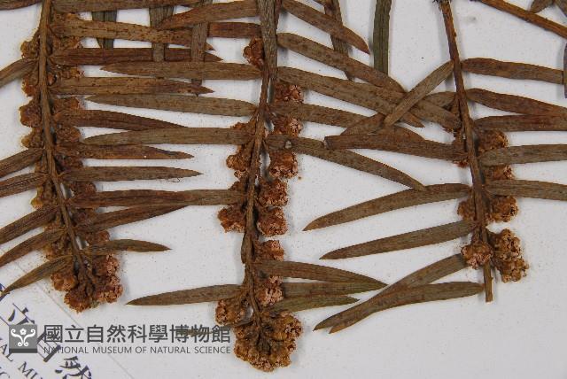 臺灣粗榧、台灣三尖杉藏品圖，第3張