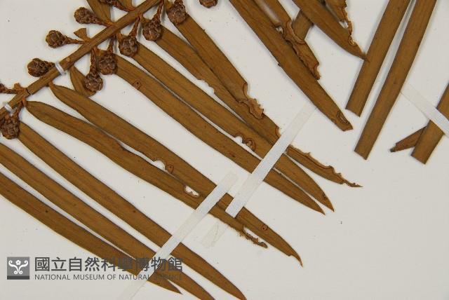 三尖杉藏品圖，第3張