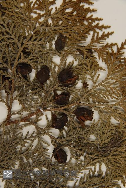 側柏藏品圖，第3張