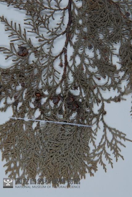 側柏藏品圖，第3張