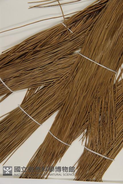 馬尾松藏品圖，第3張