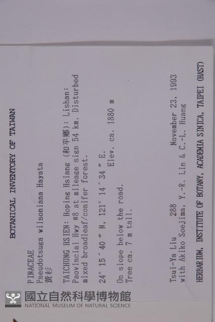 臺灣黃杉藏品圖，第2張