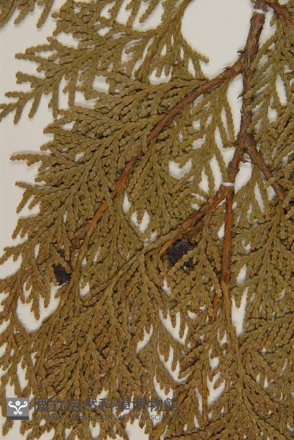 側柏藏品圖，第3張