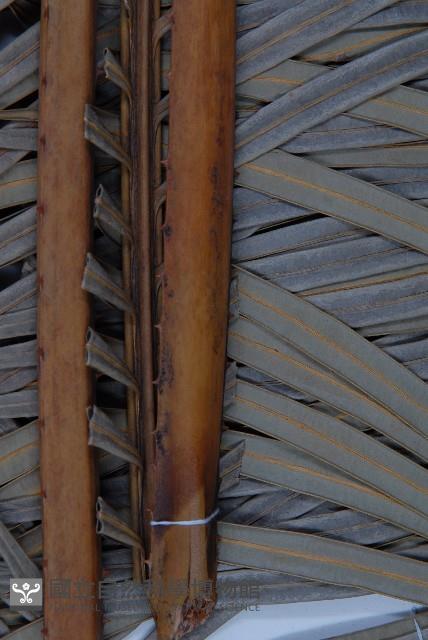 光果蘇鐵藏品圖，第3張