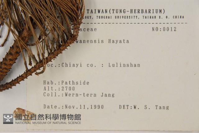 臺灣二葉松藏品圖，第2張