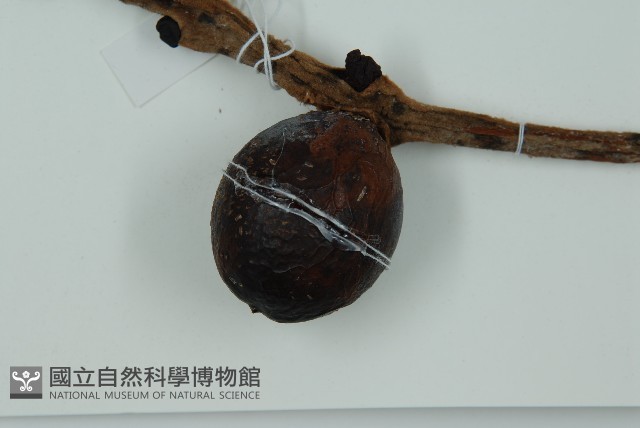 光果蘇鐵藏品圖，第3張