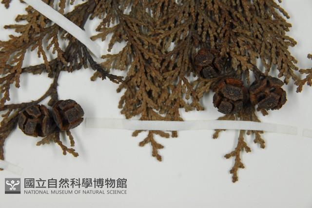 日本扁柏藏品圖，第3張