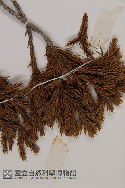 香青藏品圖，第3張