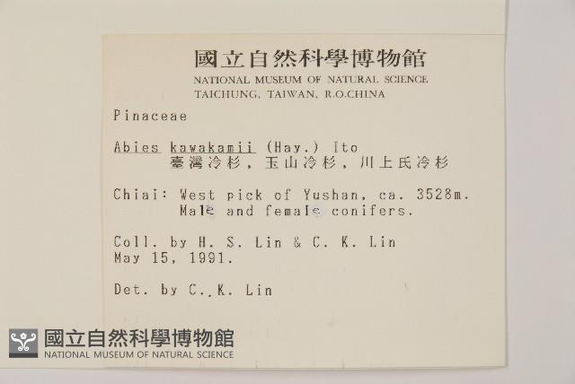 臺灣冷杉藏品圖，第2張