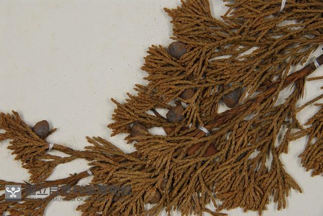 龍柏藏品圖，第3張