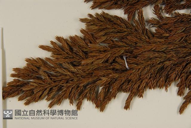 香青藏品圖，第3張