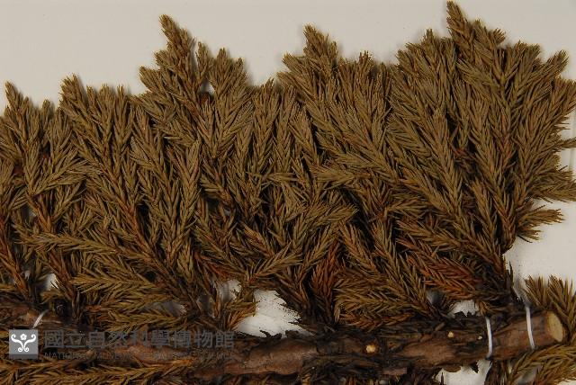 香青藏品圖，第3張