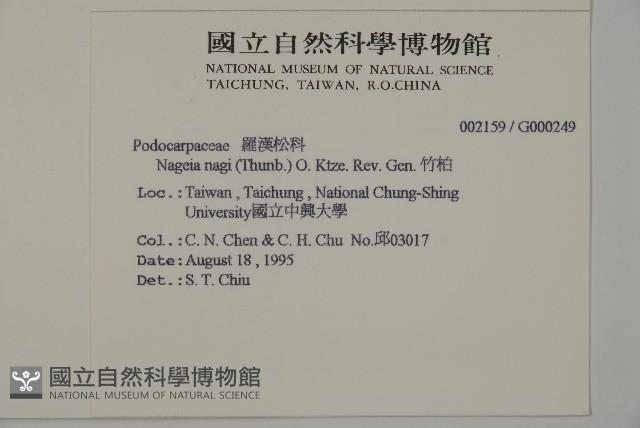 竹柏藏品圖，第2張