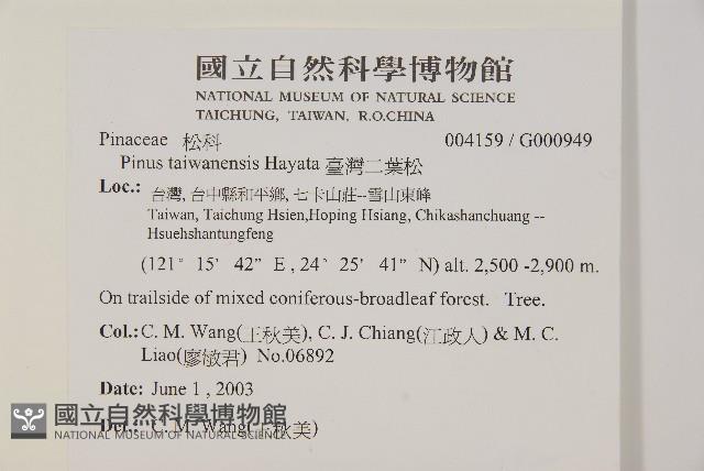 臺灣二葉松藏品圖，第2張