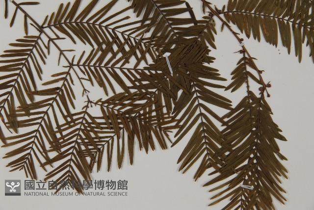 水杉藏品圖，第3張