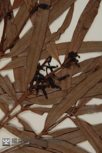 桃實百日青藏品圖，第3張