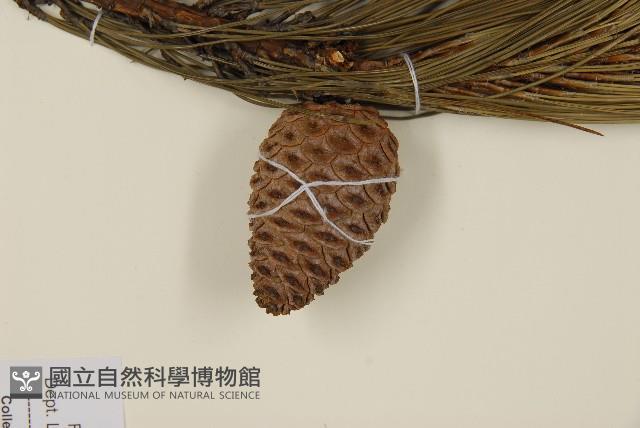 臺灣二葉松藏品圖，第3張