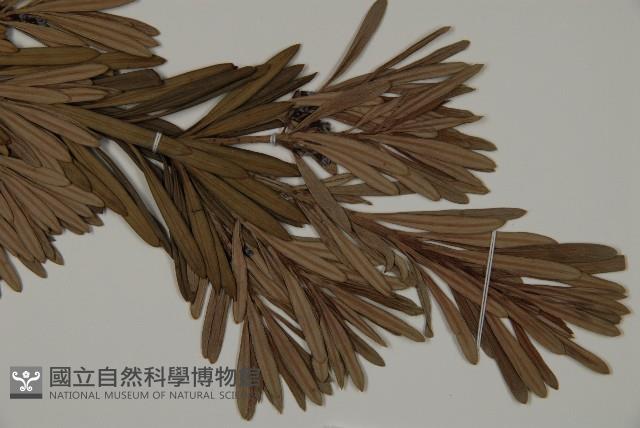 大葉羅漢松藏品圖，第3張