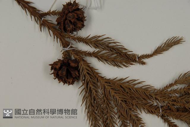 柳杉藏品圖，第3張