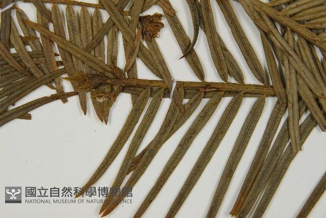 臺灣粗榧、台灣三尖杉藏品圖，第3張