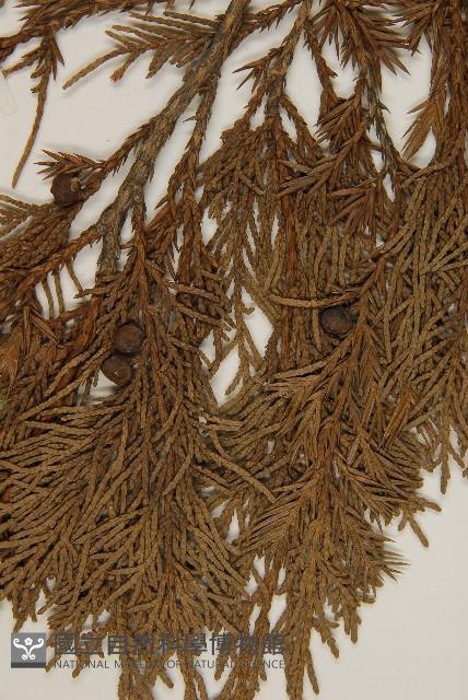 檜柏藏品圖，第3張